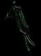 Gut Siphon 220% ED