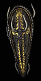 D2R Ladder The Ward